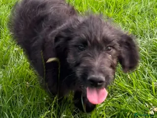 Mixed Breed dogs Just 2 gorgeous boys left!! - Advert 3
