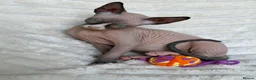 Sphynx cats for sale:  A Very Special Little Girl – Now Available  - Advert 8