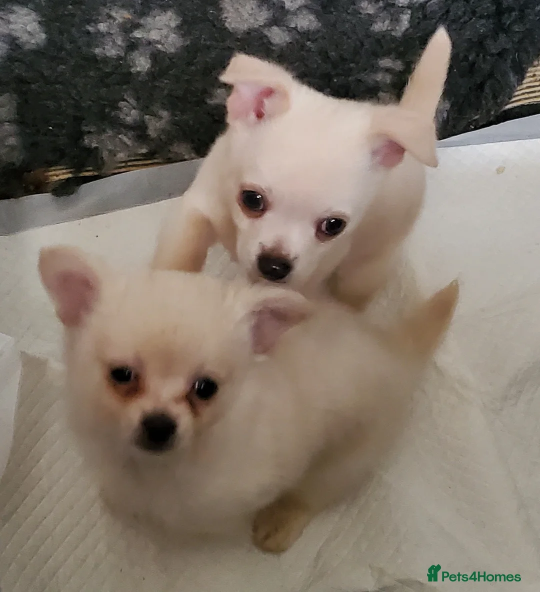 Chihuahua dogs for sale: Chihauhau male in Yelverton - Advert 2
