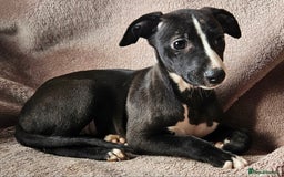Whippet dogs for sale: **Ready now**KC HEART AND HEALTH TESTED WHIPPETS - Image 4