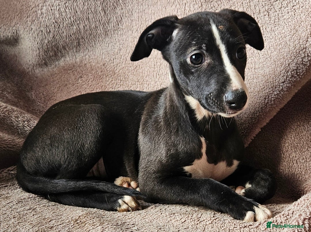 Whippet dogs for sale: **Ready now**KC HEART AND HEALTH TESTED WHIPPETS - Image 4