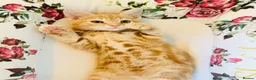 Mixed Breed cats for sale: ** Glamorous Ginger Girl ** Bengal Cross ** - Advert 12