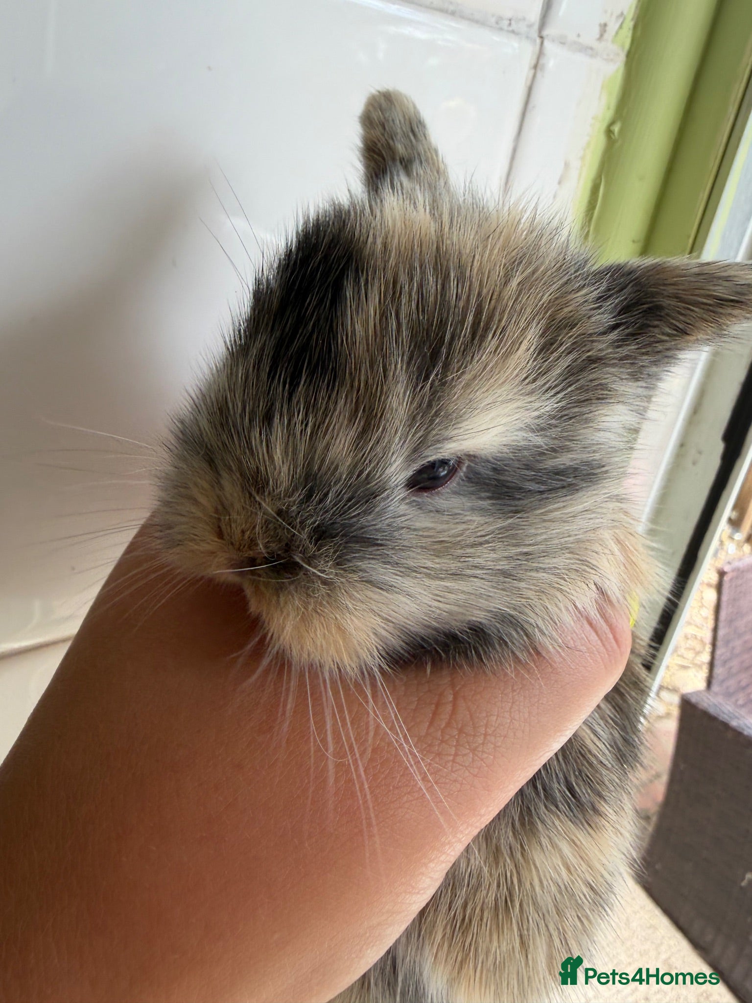 Mixed Breed rabbits 6x MINI LION LOP BUNNIES READY SEPTEMBER  - Advert 10