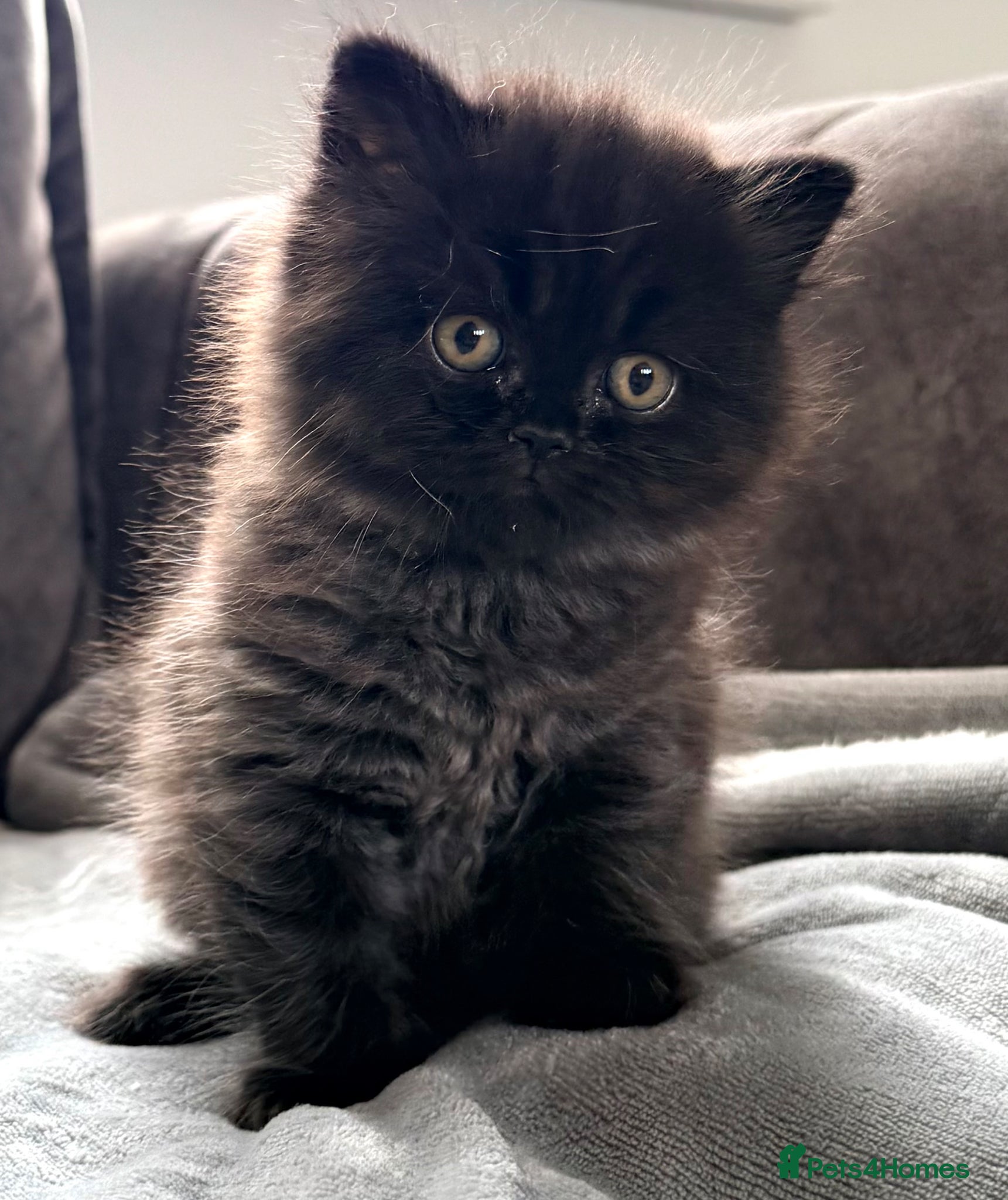 British Longhair cats Stunning GCCF Registered black BLH kitten. - Advert 1