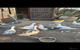 Ducks poultry for sale: Muscovy ducklings  - Image 2