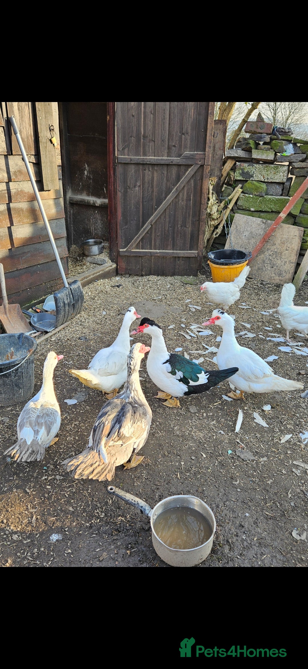 Ducks poultry for sale: Muscovy ducklings  - Image 2