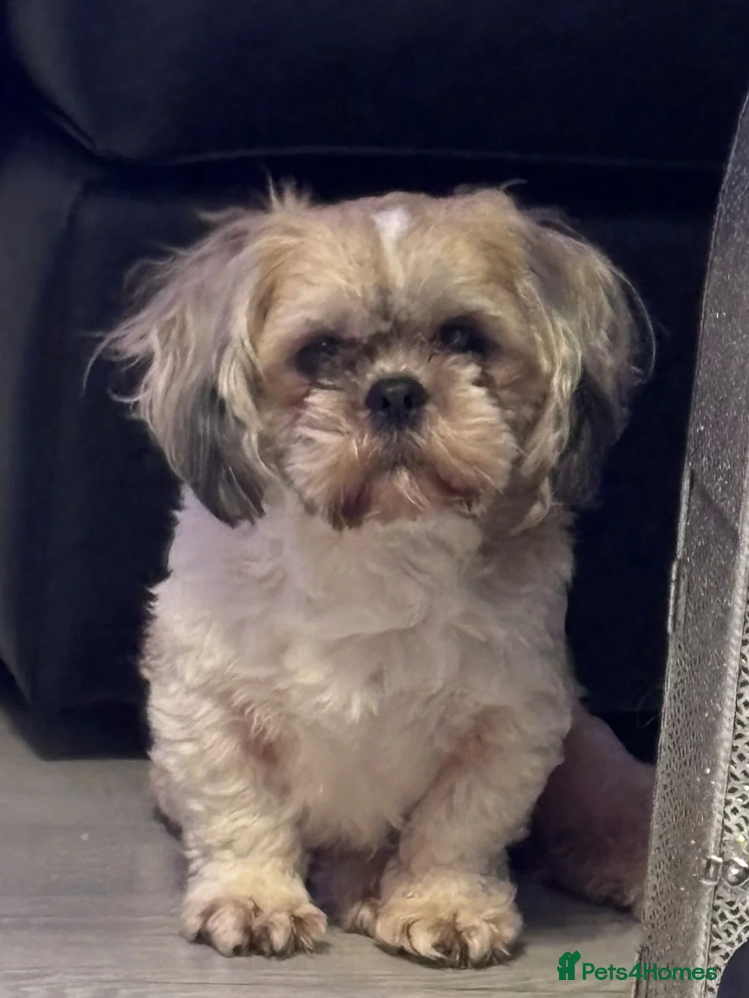 Shih Tzu dogs for sale: 3 beautiful shih tzu girl pups - Advert 2