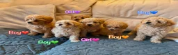 Miniature Poodle dogs for sale: Minature Poodle puppys!🐶🐾 - Advert 4
