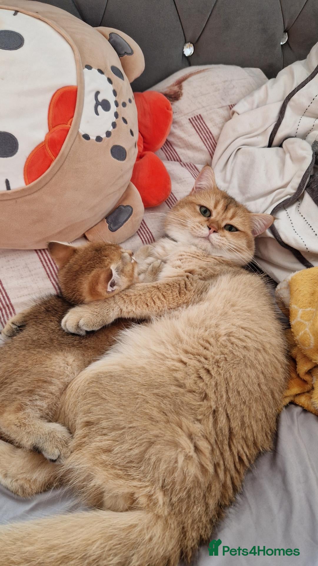 British Shorthair cats Beautiful gold British shorthair  - Advert 15