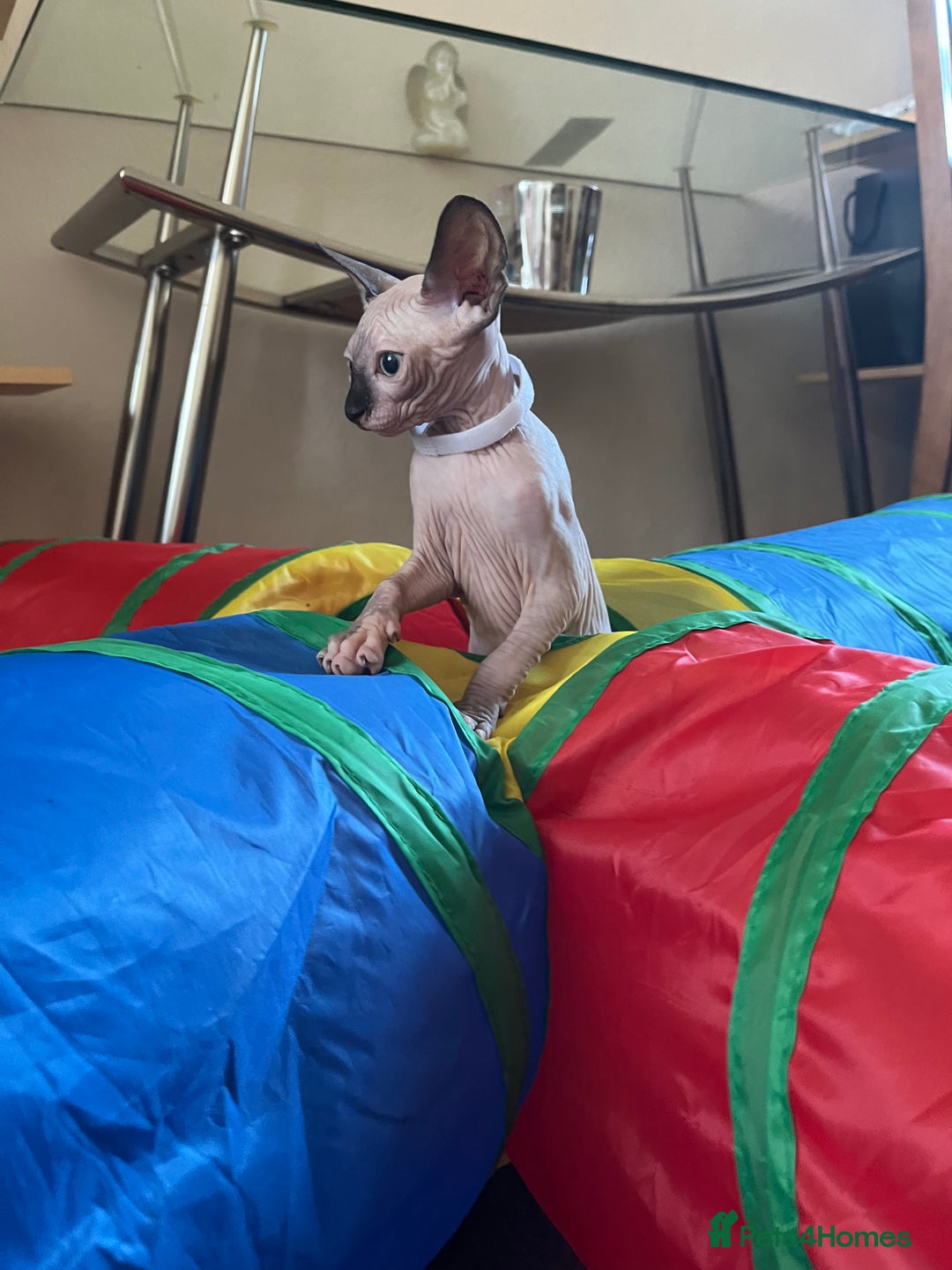 Sphynx cats for sale: 5 Playful & Affectionate Sphynx Kittens - Image 12