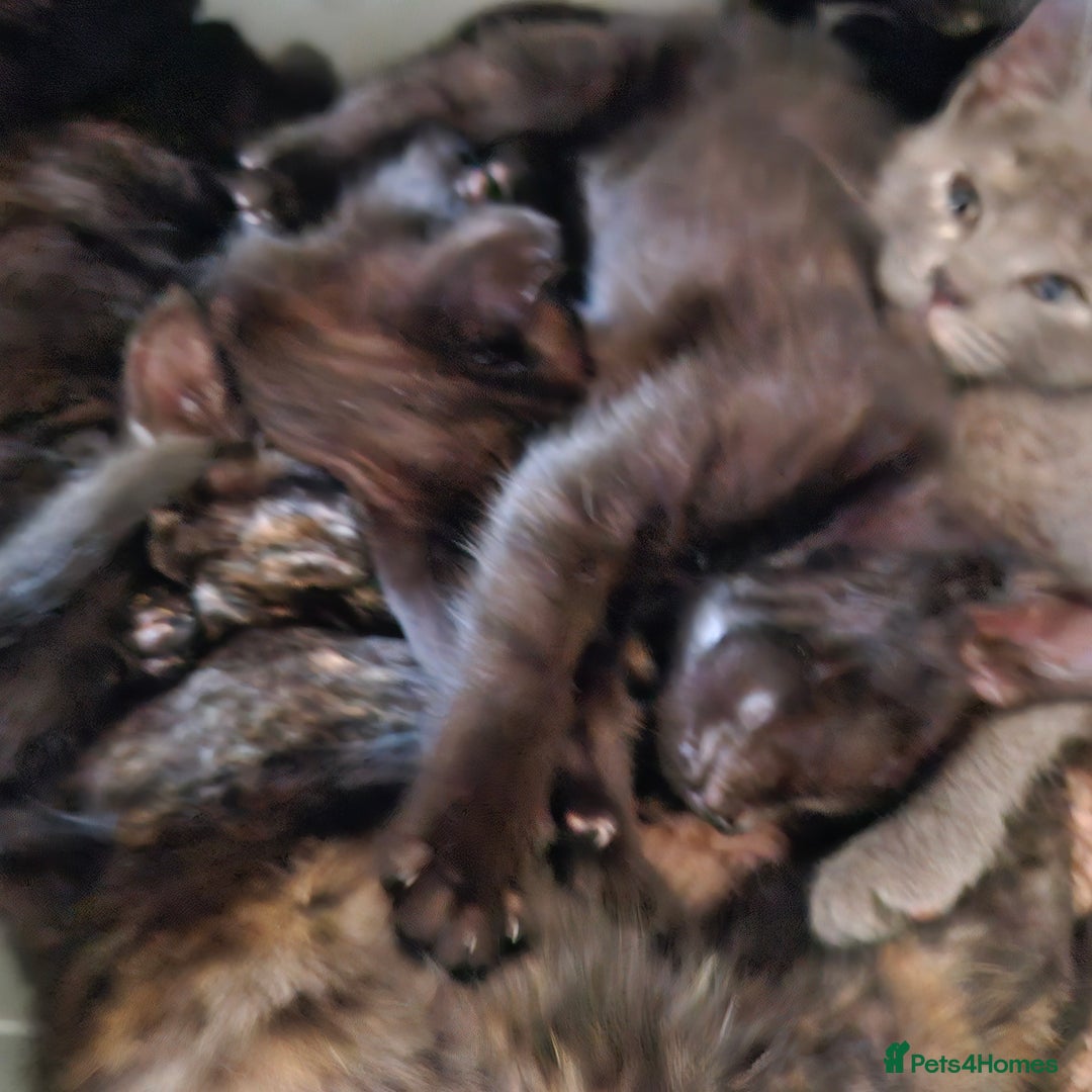 Mixed Breed cats for sale: 6 kittens for sale, ready now - Advert 2