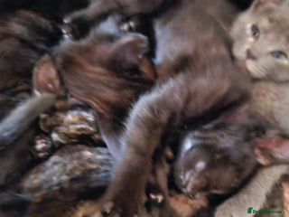 Mixed Breed cats 6 kittens for sale, ready now - Advert 4