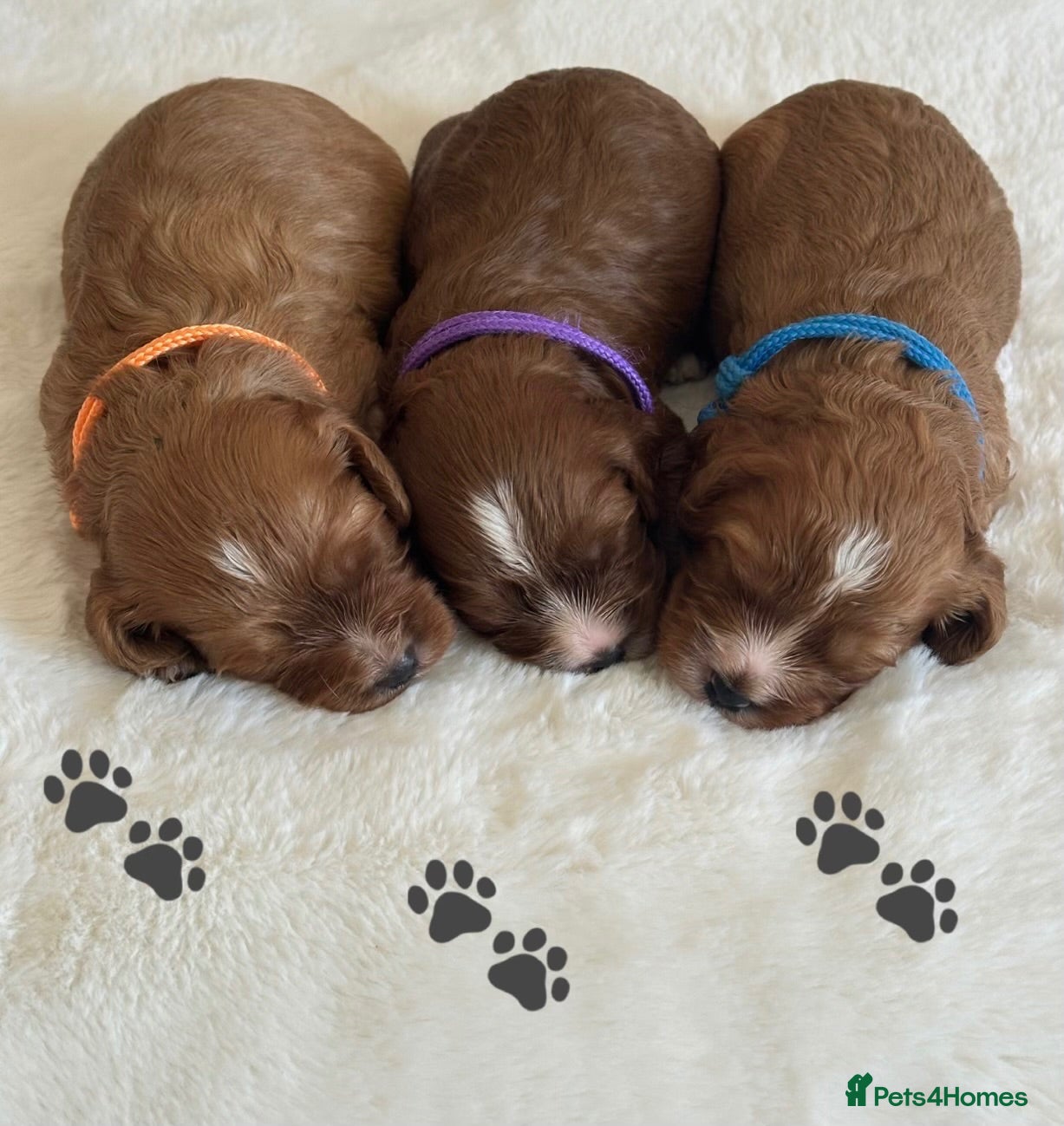 Cavapoo dogs 🐾 Extensively Health Tested Puppies 🐾 - Advert 1