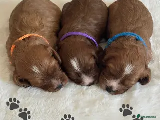 Cavapoo dogs 🐾 Extensively Health Tested Puppies 🐾 - Advert 1