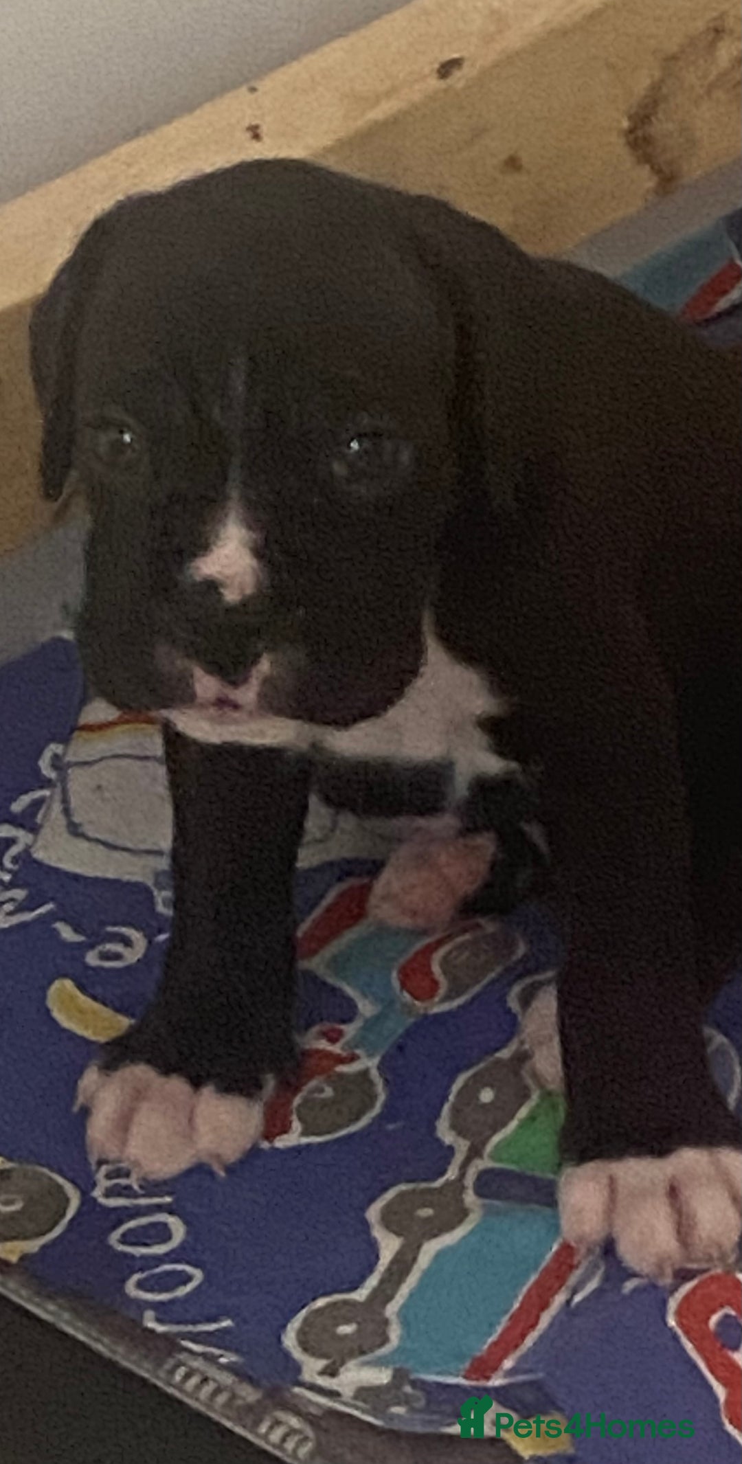 Boxer dogs for sale: Kc Boxer puppy’s bobtail and long licensed breeder - Image 39