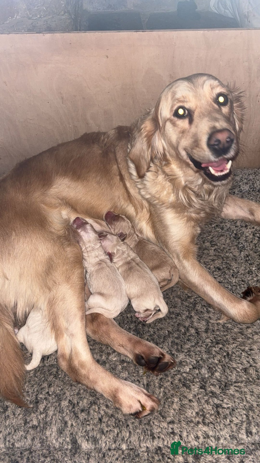 Mini Goldendoodle dogs for sale: Beautiful miniature F1 Golden Doodle puppies  - Image 2