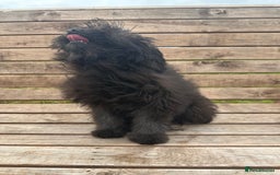 Pomapoo dogs for sale: Stunning pomapoo - Image 7