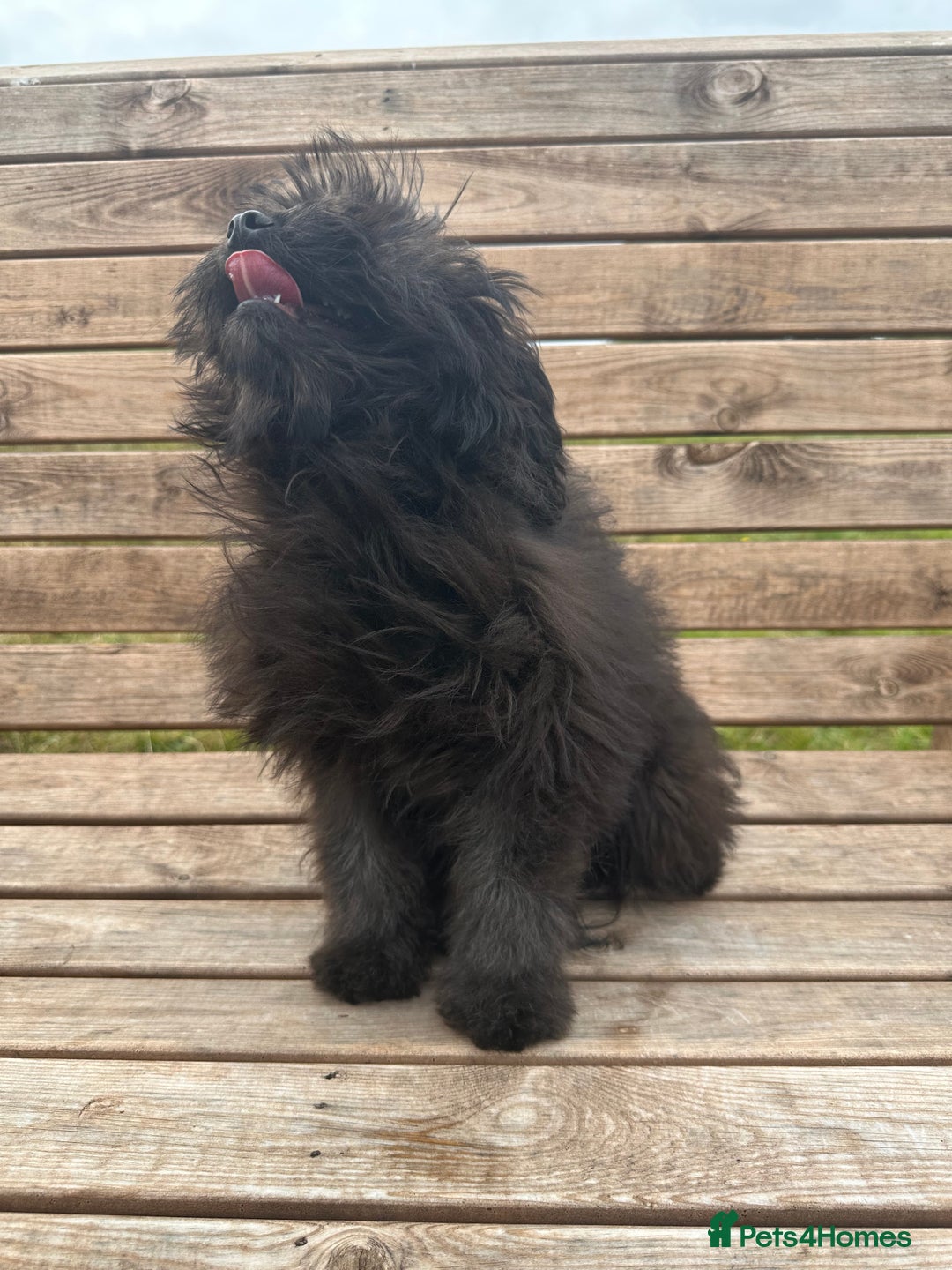 Pomapoo dogs for sale: Stunning pomapoo - Image 7