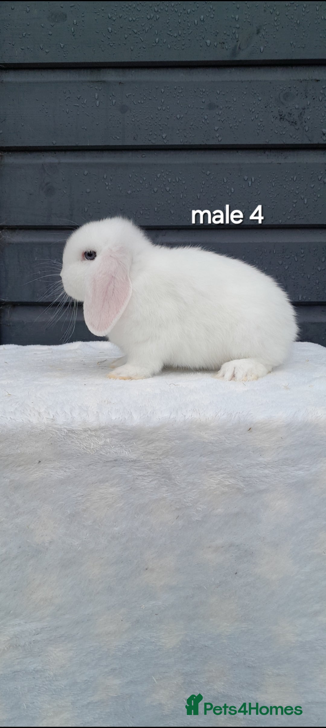 Mini Lop rabbits for sale: Purebred mini lops ready now  - Advert 12