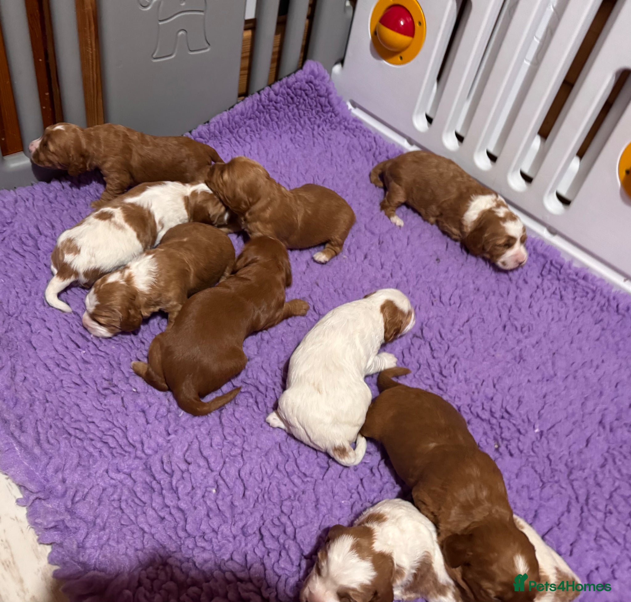 Australian Labradoodle dogs Fully health tested Australian Labradoodle puppies - Advert 3