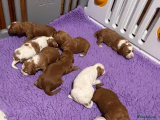 Australian Labradoodle dogs Fully health tested Australian Labradoodle puppies - Advert 3