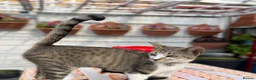 Domestic Shorthair cats for sale: Female Cat Our lucky queen  - Advert 11