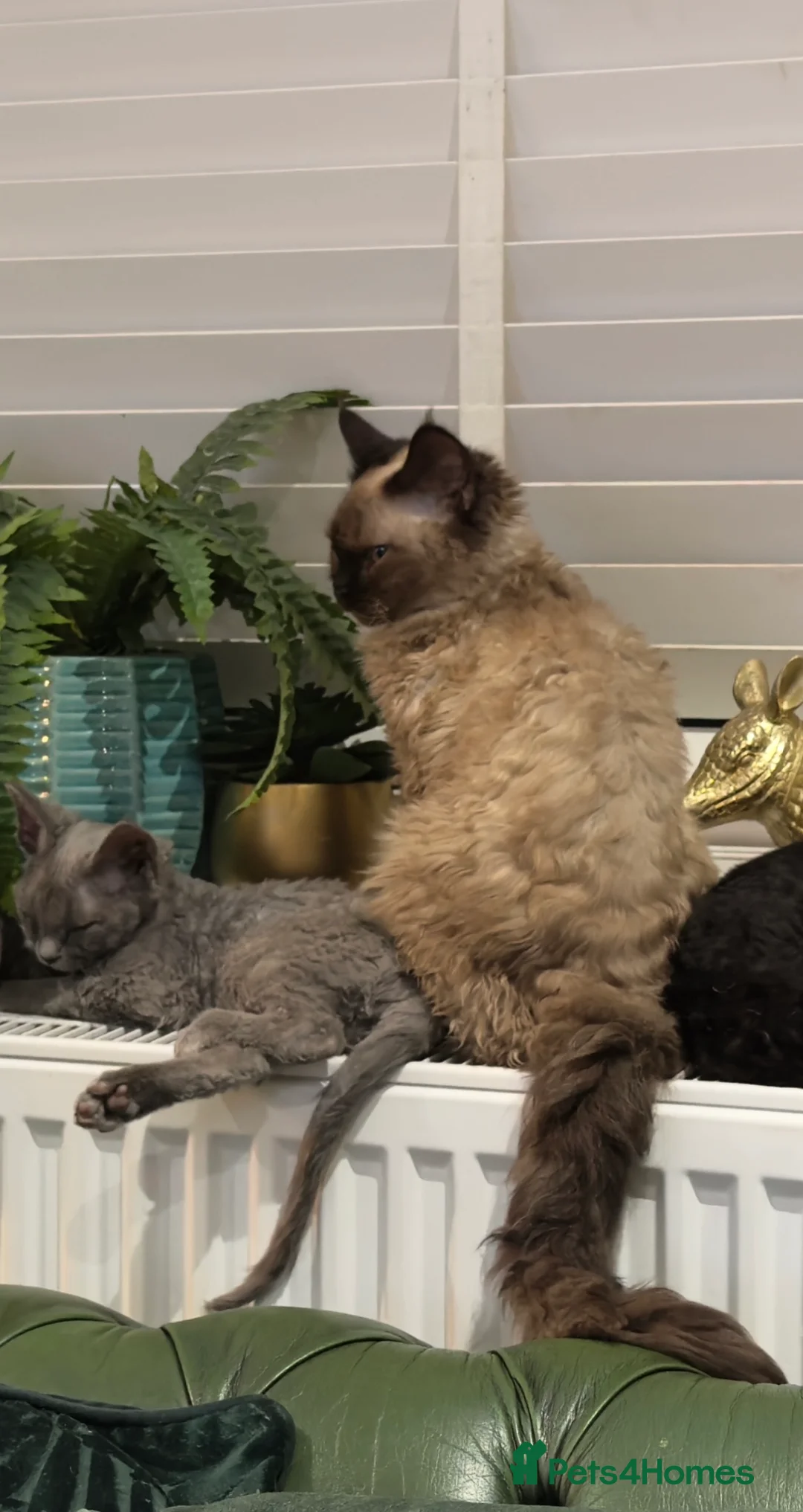 Devon Rex cats for sale: GCCF Active reg female longhair Devon Rex  - Advert 5