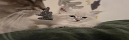 Siberian cats for sale: 4 Siberian Neva Masquerade kittens for seal - Advert 12