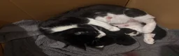 Mixed Breed cats for sale: Kitten for sale - Advert 1