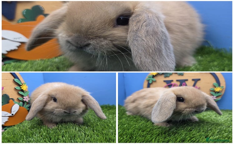 Mini Lop rabbits - Advert 1