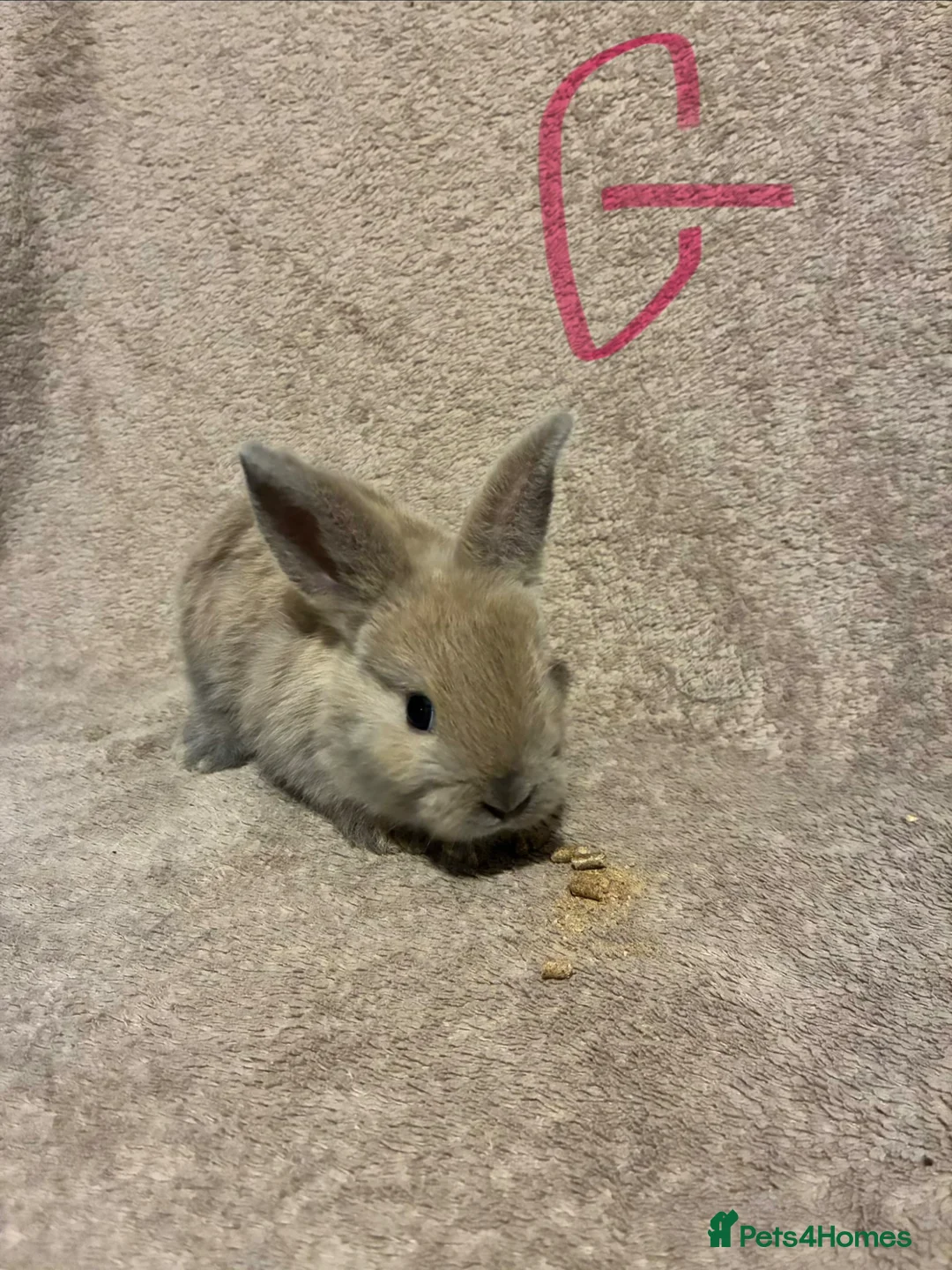 Mini Lop rabbits for sale: Pure bred mini lops  - Advert 2