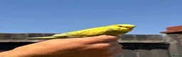 Budgerigars birds for sale: Beautiful Hand-Reared Baby Budgies — - Advert 16