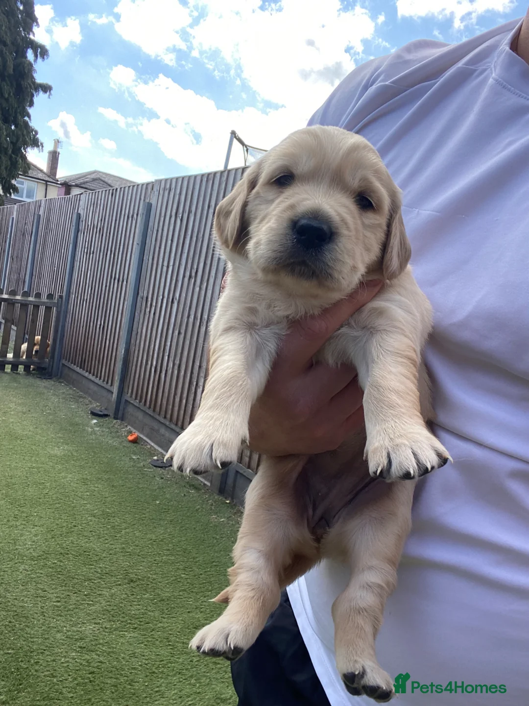 Golden Retriever dogs for sale: 5 Star ⭐️ Golden Retrievers 💙🩷🩷 - Advert 2