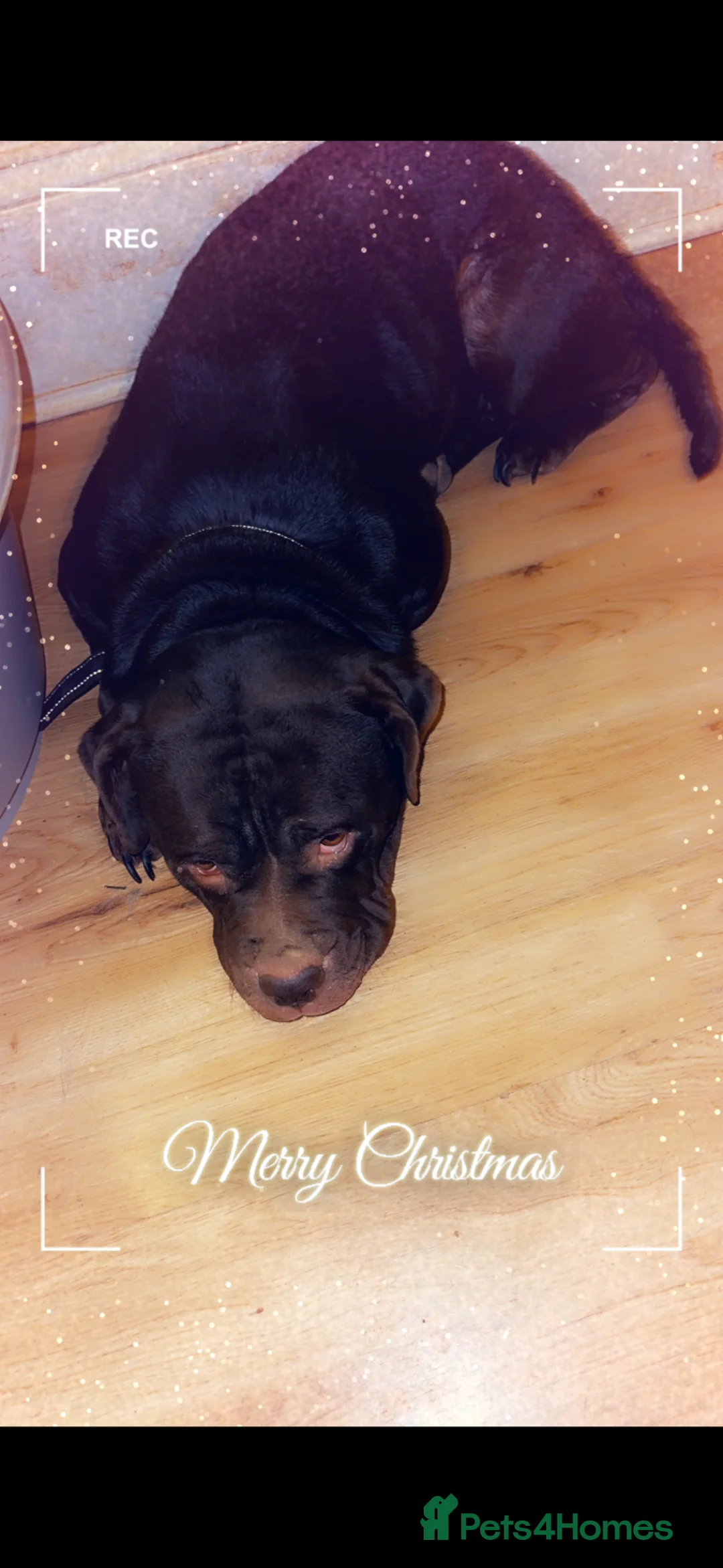 American Bull Staffy dogs for sale: Mixed breed pups  - Advert 1