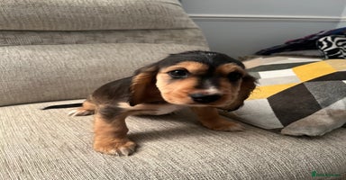 Cocker Spaniel dogs - Advert 3