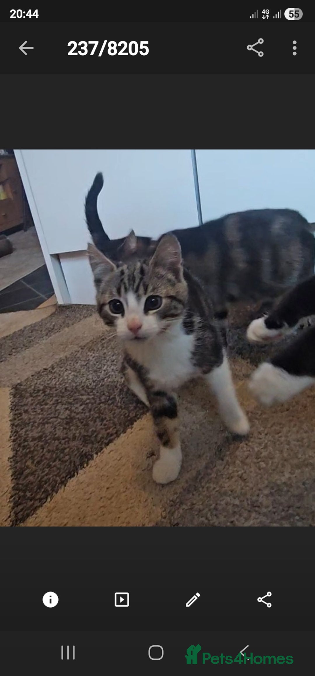 American Curl cats for sale: Amarican Curl Kitten  - Advert 8