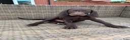 German Shorthaired Pointer dogs for sale: Beautiful KC GSP Puppies - Advert 5