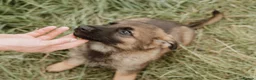 German Shepherd dogs for sale: Kc reg working line German shepherd pups in Barnsley - Advert 3