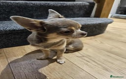 Chihuahua dogs for sale: 9 month old Girl - Image 4