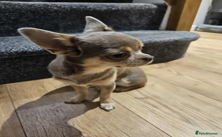 Chihuahua dogs - Advert 4