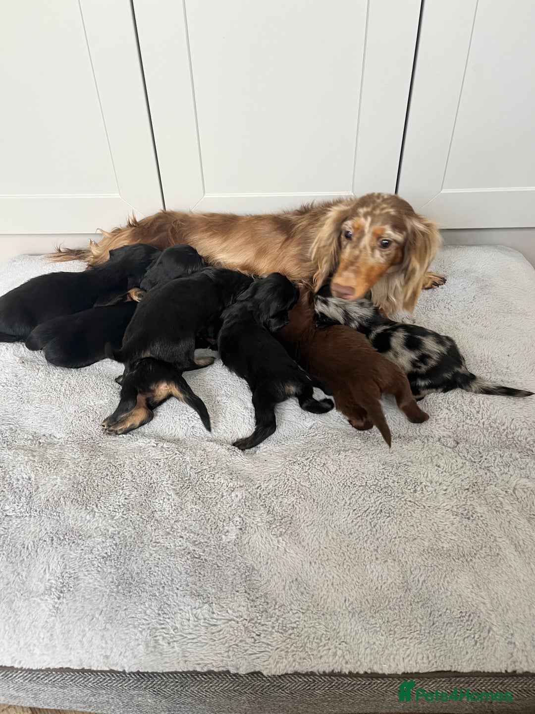 Dachshund dogs for sale: STANDARD LONGHAIR DACHSHUNDS - Image 8