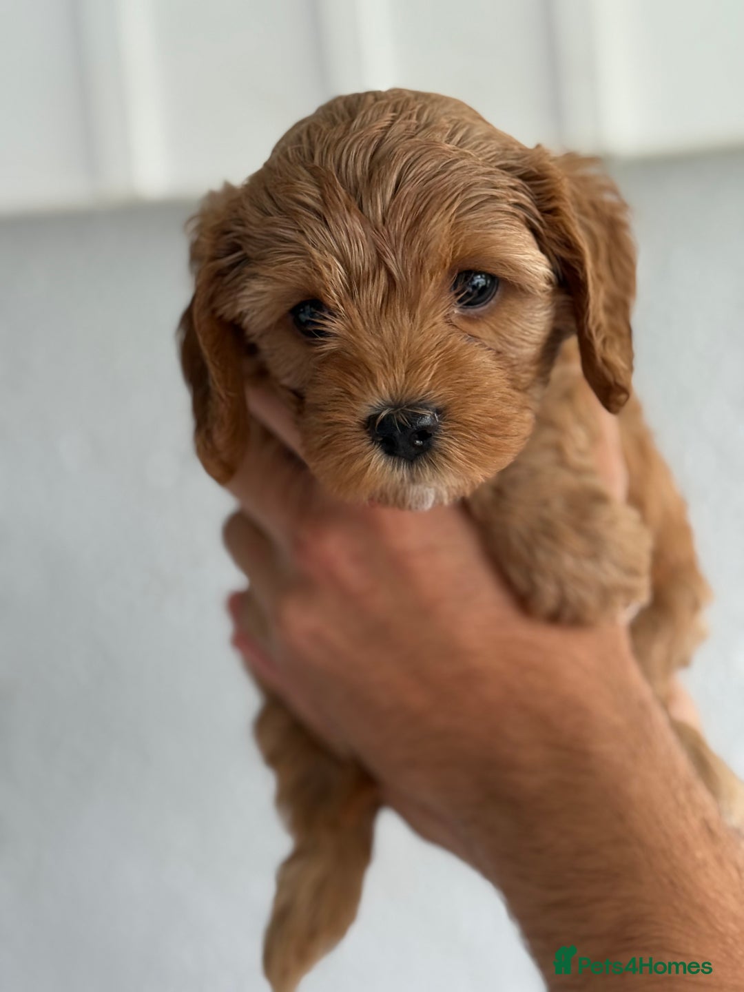 Cavapoo dogs for sale: 6 Beautiful Toy Cavapoo Girls  - Image 20
