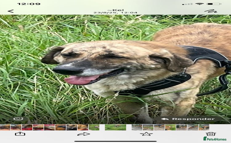 Mixed Breed dogs 🚨 URGENT HOME NEEDED - Advert 9