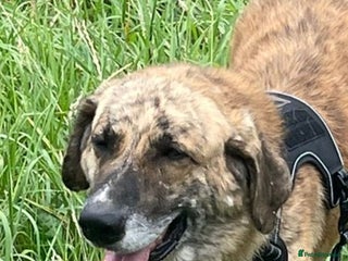 Mixed Breed dogs 🚨 URGENT HOME NEEDED - Advert 14