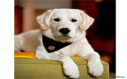 Golden Retriever dogs for stud: Louie Luna Available For Stud K.C. Registered in Bradford - Image 6