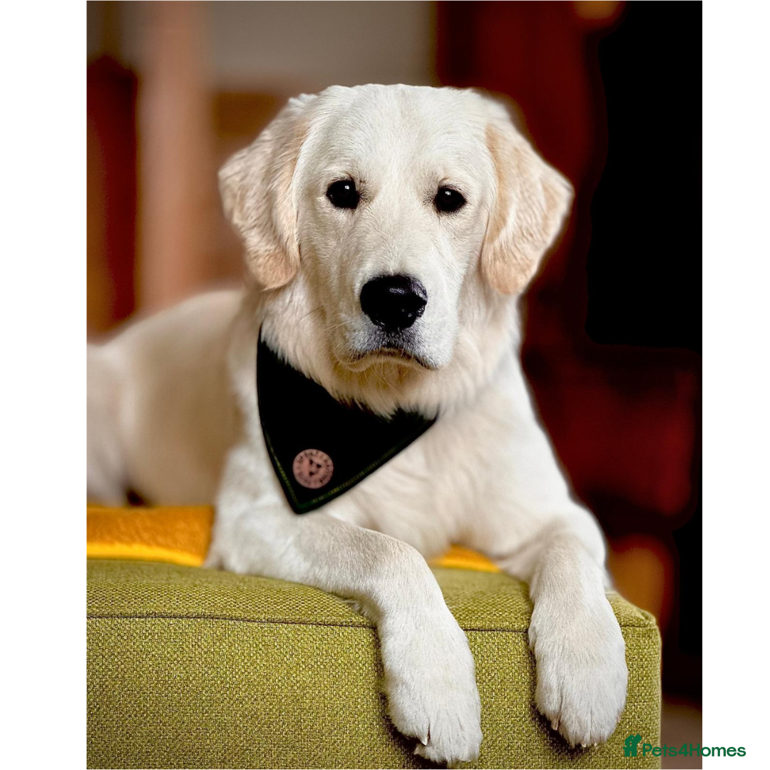 Golden Retriever dogs for stud: Louie Luna Available For Stud K.C. Registered in Bradford - Image 6