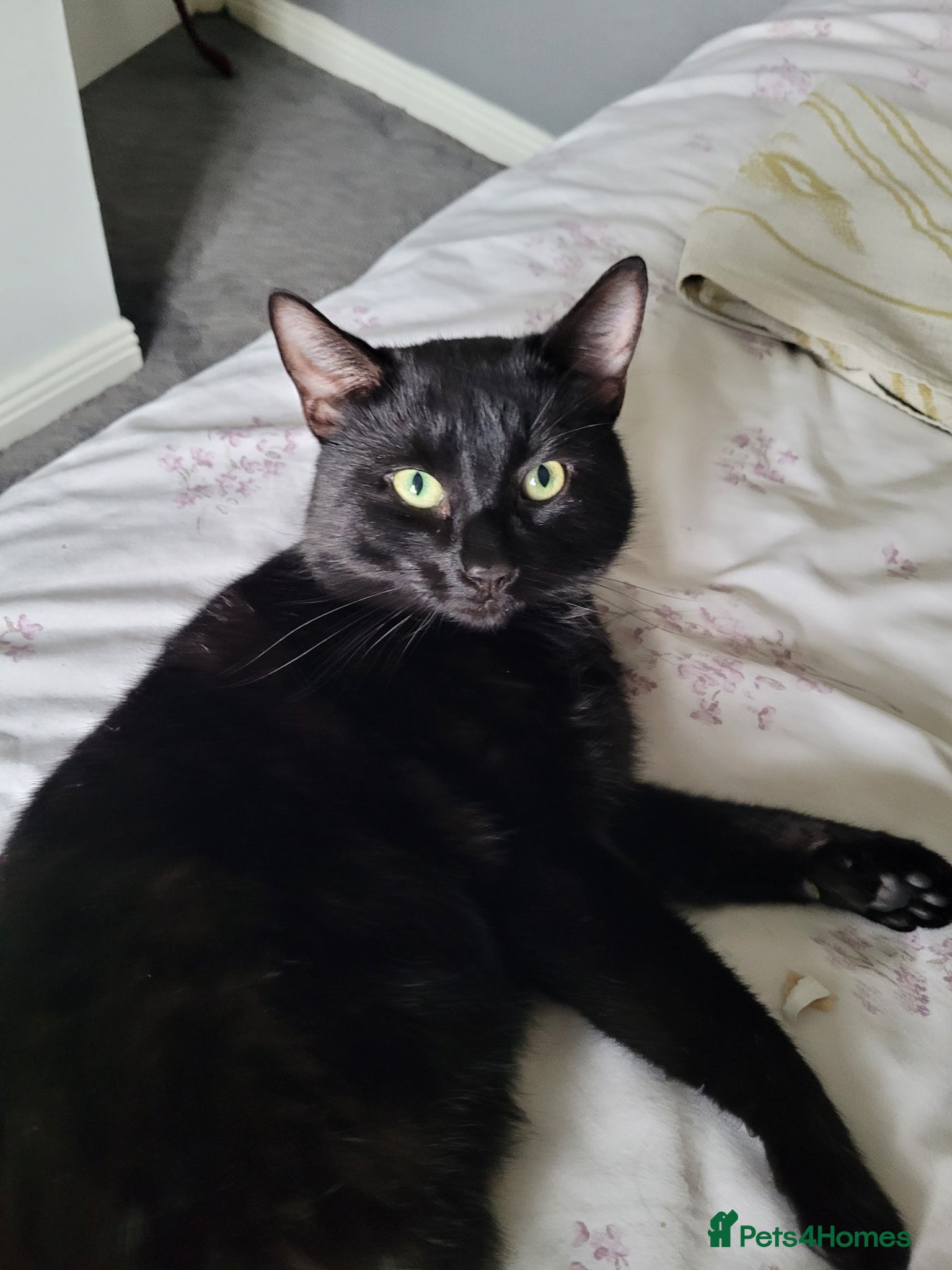 British Shorthair cats Domestic Shorthair Black Male  - Advert 4