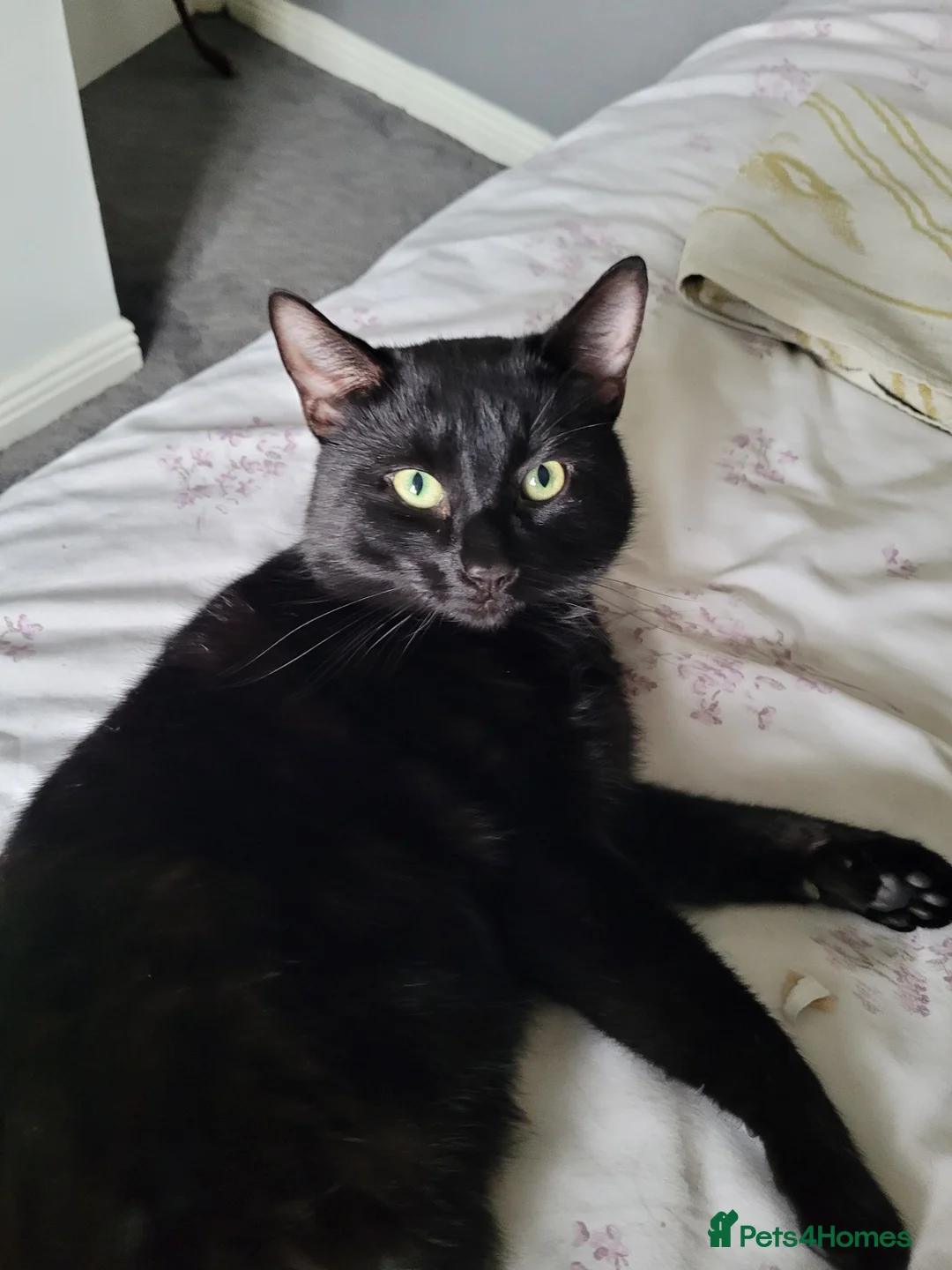 British Shorthair cats for sale: Domestic Shorthair Black Male  in Nottingham - Advert 1