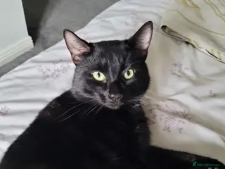 British Shorthair cats Domestic Shorthair Black Male - Advert 8