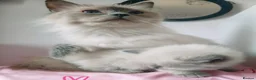 Ragdoll cats for sale: Champion bred Ragdoll kittens  - Advert 5